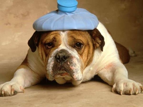 cachorro com ressaca